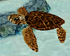 Sea Turtle Gold/Brown