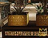 Egyptian Plant