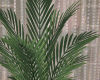 July Palm flowerpot
