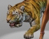 ! Tiger Pet