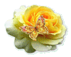 YeLLoW RoSe BuTTeRFLy