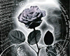 Gothic black rose