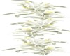 White Lilies Right