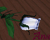 (Ana) White Rose