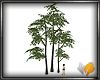 (ED1)Trees