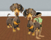 dashounds