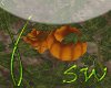 SW~ Pumpkin Patch