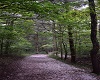 The Trail