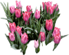 tulip 1