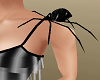 Black Shoulder Spider