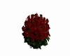 Rose bush 2 red