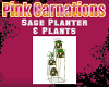 Sage Planter & Plants