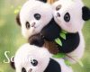 S' Panda 2