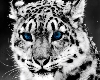 Snow Leopard Blue