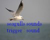 seagulls and sound