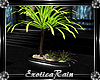 (E)UnWind: Plant