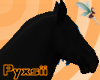Black Percheron
