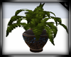 !S Potted Fern