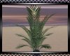 **Beautiful Plant