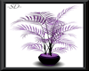 -SD- PurplePassionsPlant