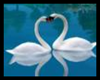 [GA] Lovely swans (anim)