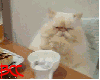 [BCC]Table Cat