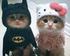 Cute Cat Matching Cutout