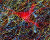 Neuro Science Art 5