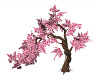 Cherry Blossom Tree...