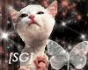 [SG]Cat Kiss!