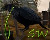 SW~ Salem Raven