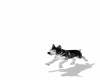 {LS} Husky Puppy