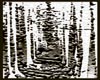 Cedar Forest