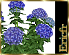 [Efr] Hortensia Plant 4
