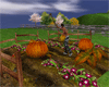 farming Pumpkins