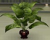 ~BR~ Fall Plant 