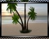 **Beautiful Palm Tree2