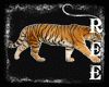 -ȵ- Tiger Enhancers
