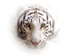 white tigers face
