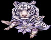 Animated Tiger 02