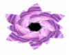 Meditation Purple Flower