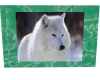 white wolf in jade fram