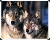 Wolf Love Sticker 2