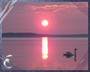 Photo - Swan In Sunset