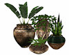 Houseplants 4 Pot Group