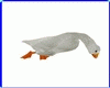 Animated Ducky