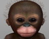 ! Baby Monkey (Mitil) F