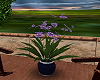 Purple Potted Flowers