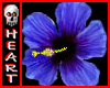 Sticker Hibiscus Blue