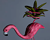 Flamingo Cactus Plant 2
